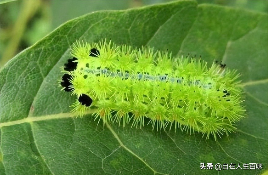 夏天常见的虫子外壳硬,农村房子里面常见的虫子有哪些
