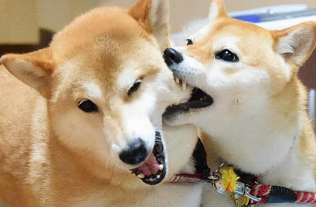 柴犬呕吐是怎么回事,小柴犬呕吐是怎么回事