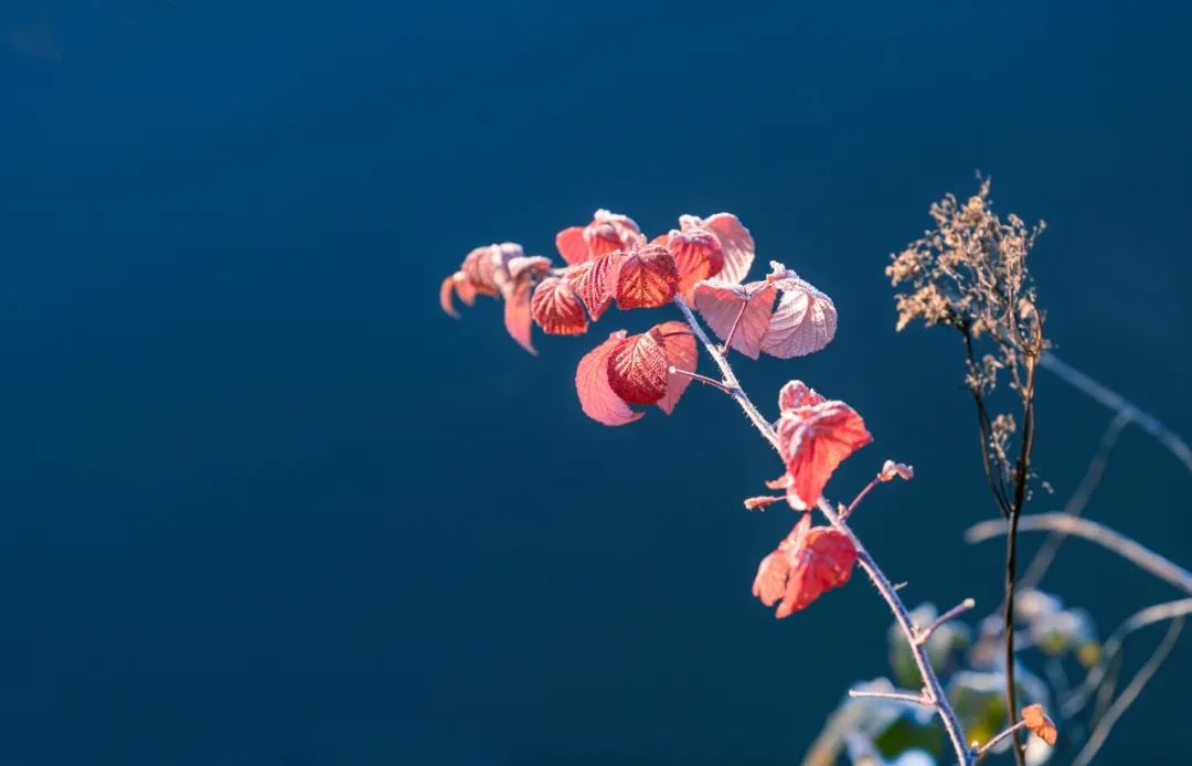 晚来天欲雪能饮一杯无的隶书写法,小雪晚来天欲雪能饮一杯无