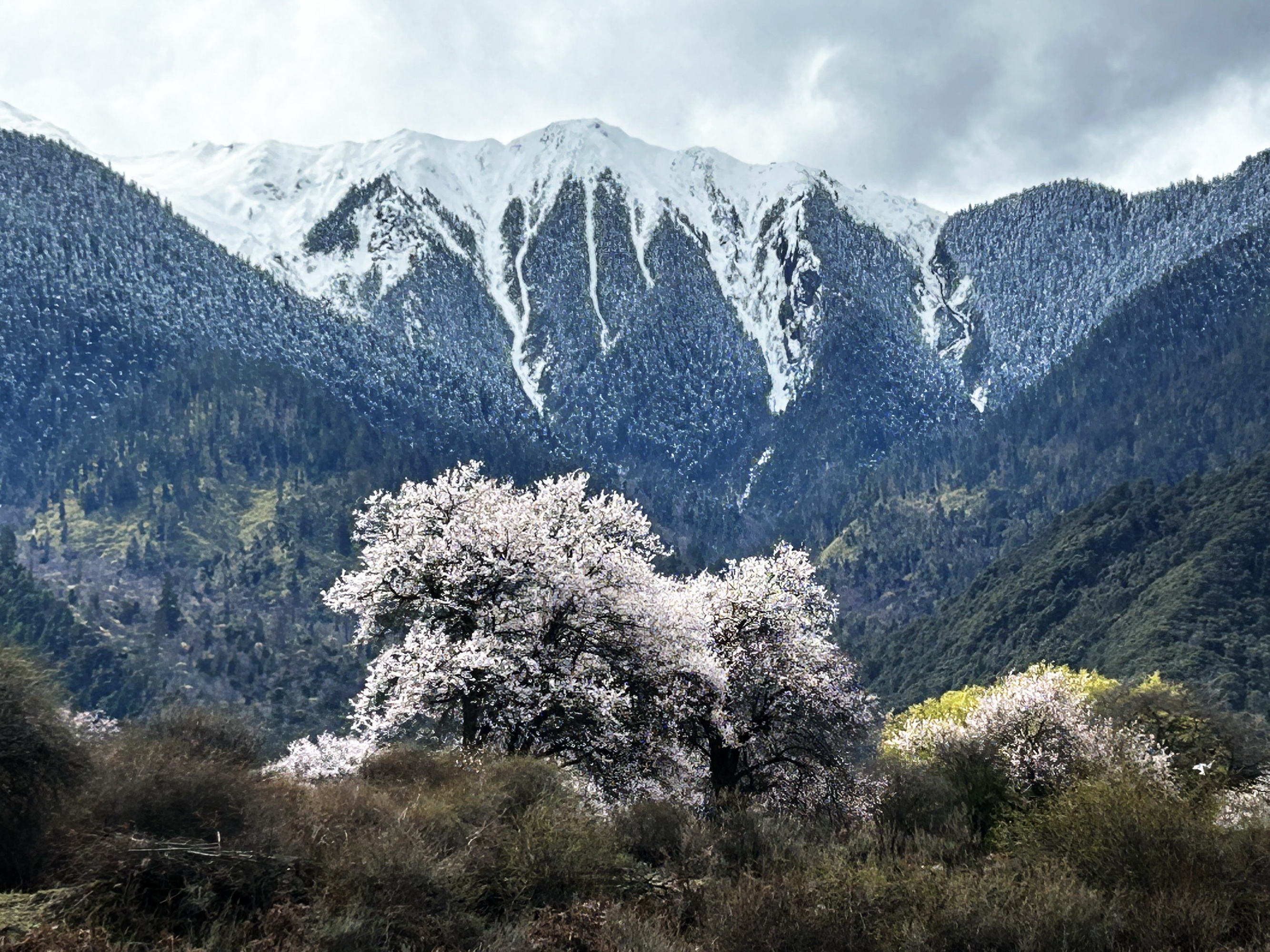 雪域林芝桃花图片 (在雪域江南西藏林芝邂逅漫山桃花)