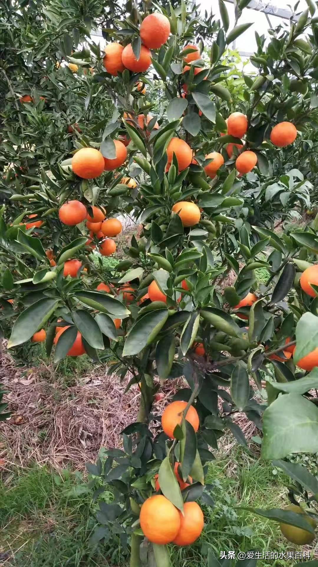 明日见柑橘行情,兴津58与明日见柑橘哪个好