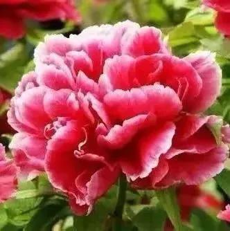 在春暖花开季节遇见浪漫,浪漫总是发生在春暖花开时配音