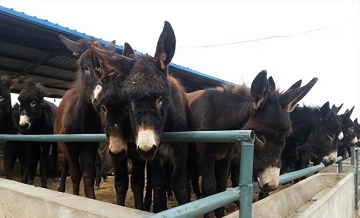 养三十头驴成本利润,养50头驴一年多少利润