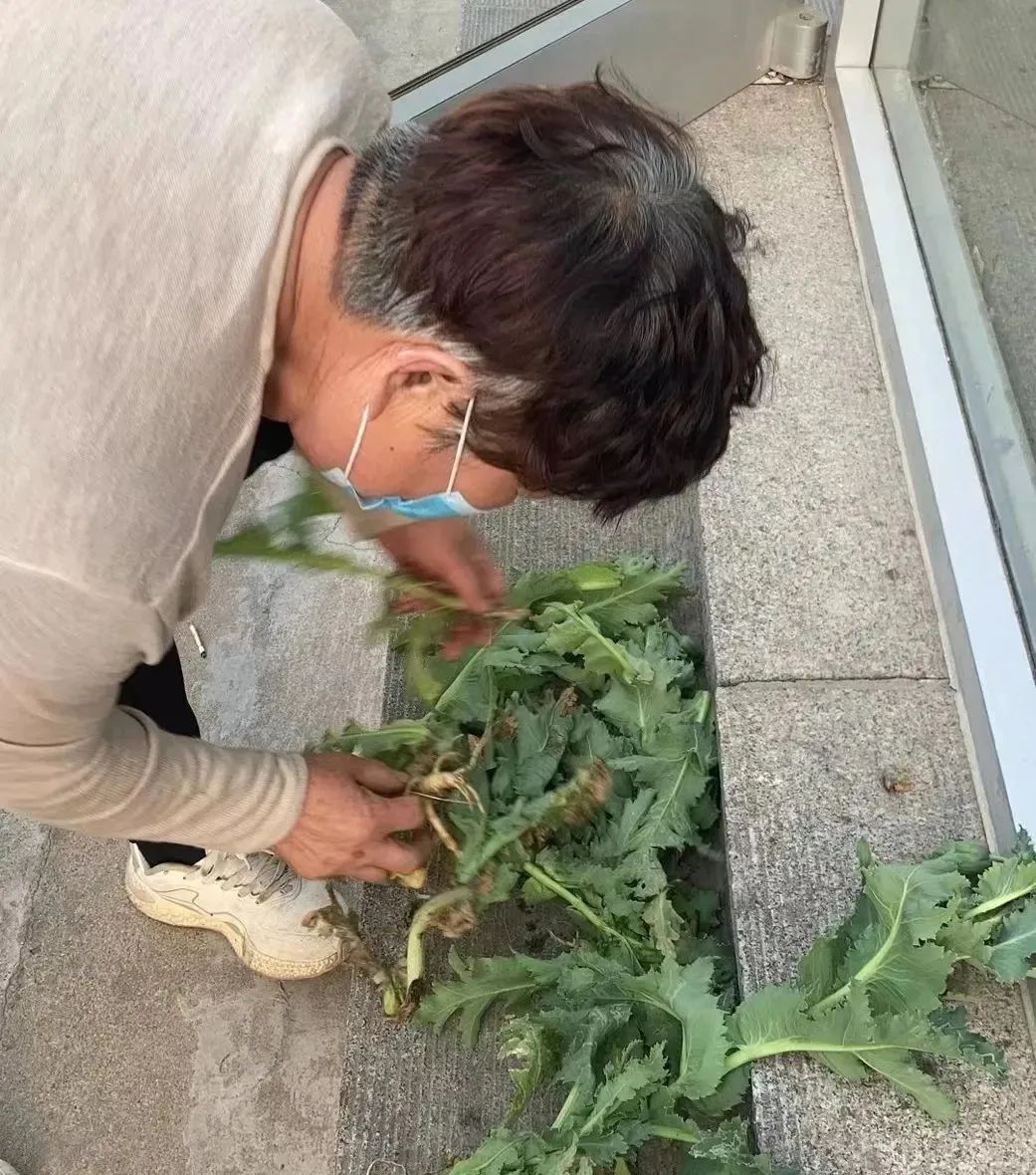 信偏方，当菜吃？临沂警方告诉你：违法，一株也不行！