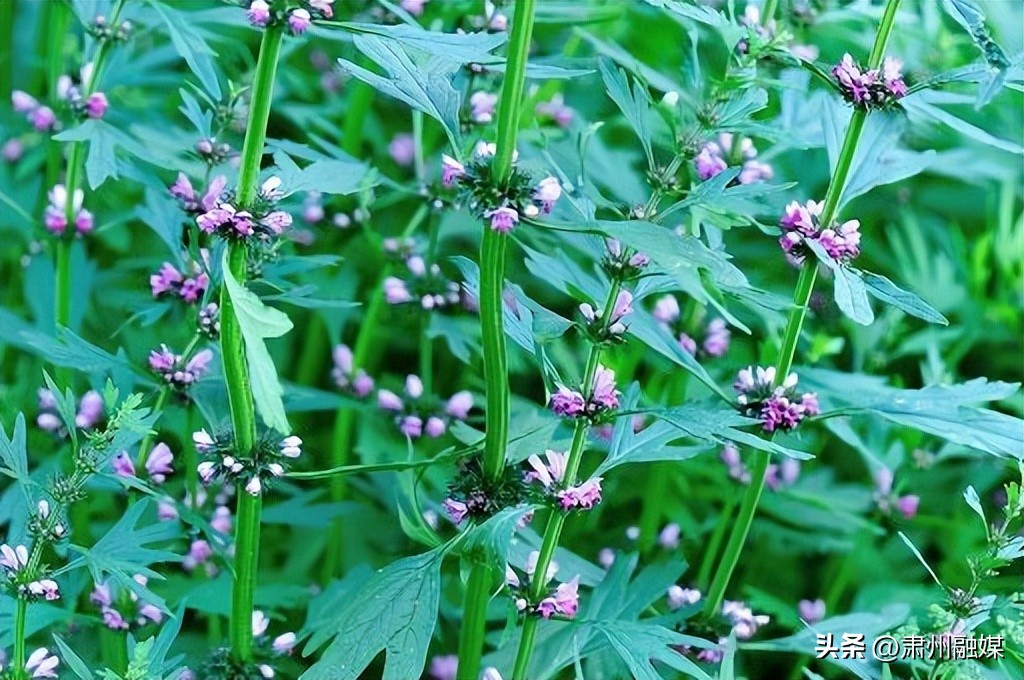 女人月经量少应该吃点什么东西,月经量多的女人适合吃什么水果