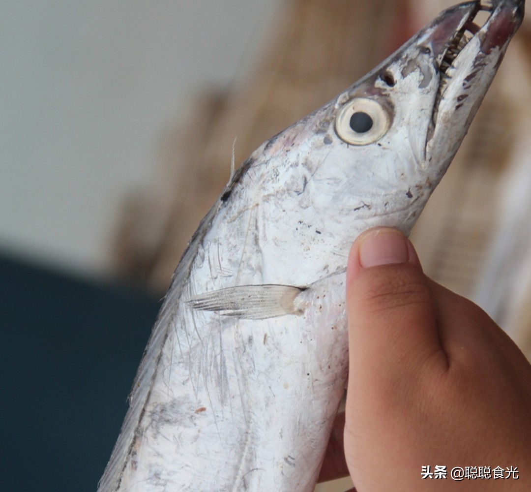 带鱼是黄眼睛的好还是黑眼睛的好,挑选带鱼黑眼睛好还是黄眼睛好