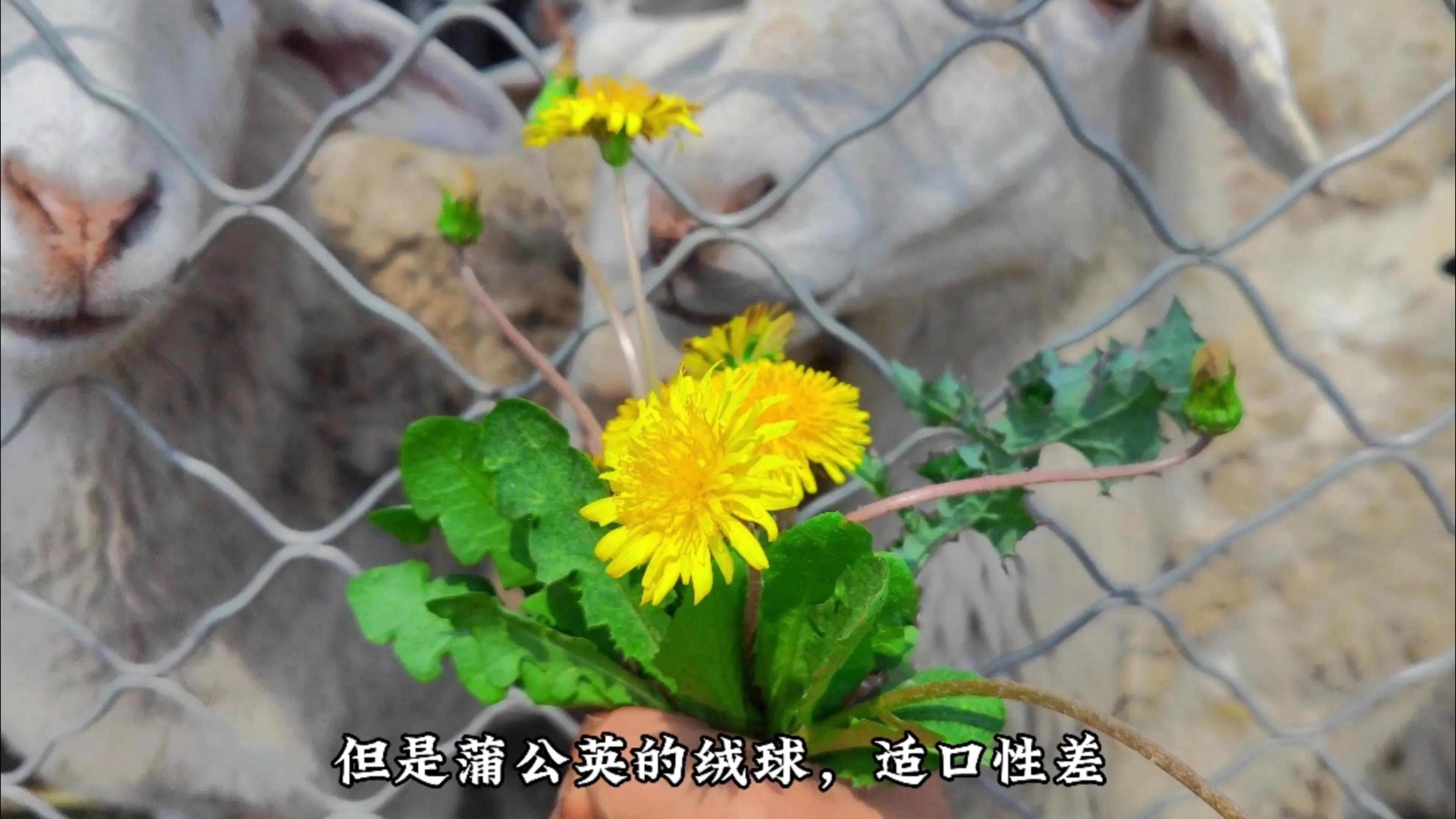 农村羊爱吃的七种常见野草，根据营养价值和适口性，做个排名