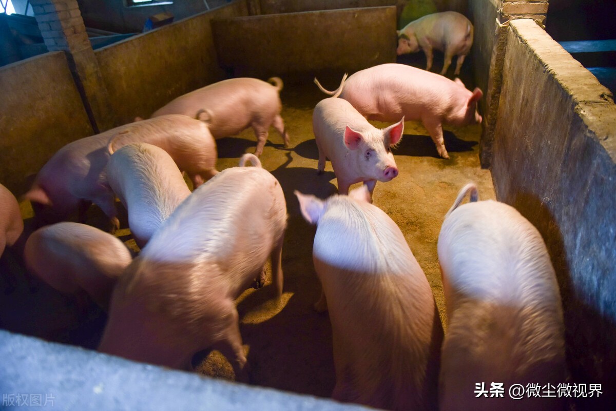 正邦科技盲目扩张会爆雷吗,正邦养猪的风险