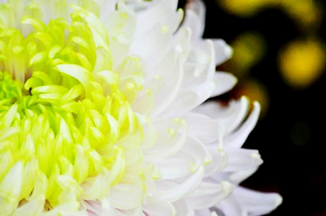 菊花丧葬,丧葬用的菊花是哪种