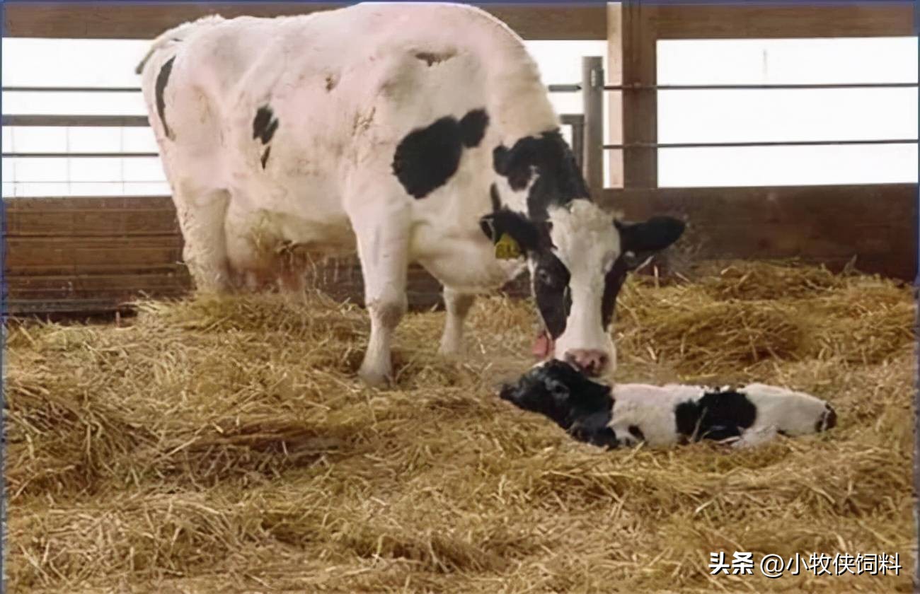 牛犊站不起来用什么药,牛犊站不起来土方法