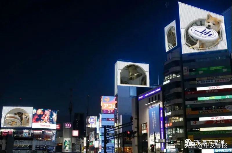 涩谷街头出现的秋田犬,涩谷十字路口秋田犬报时