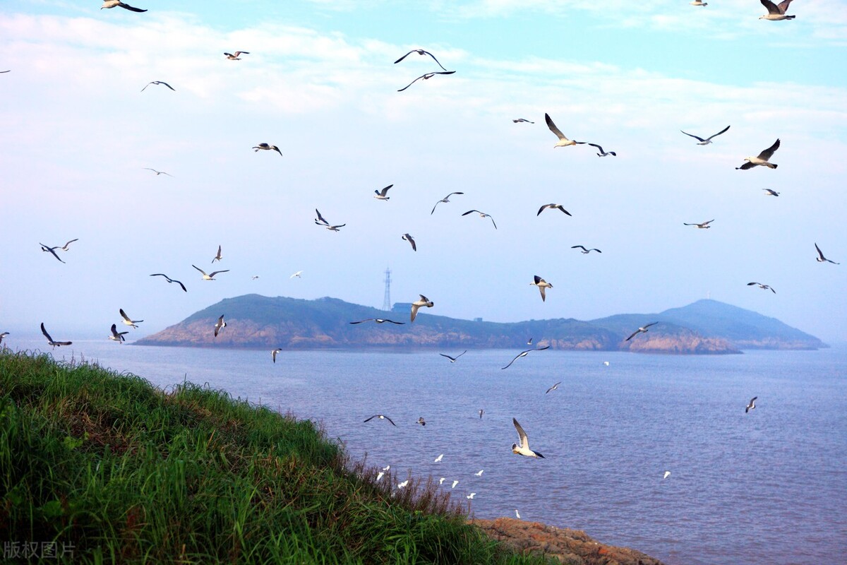 宠物自驾游舟山,舟山自驾游攻略出海带狗