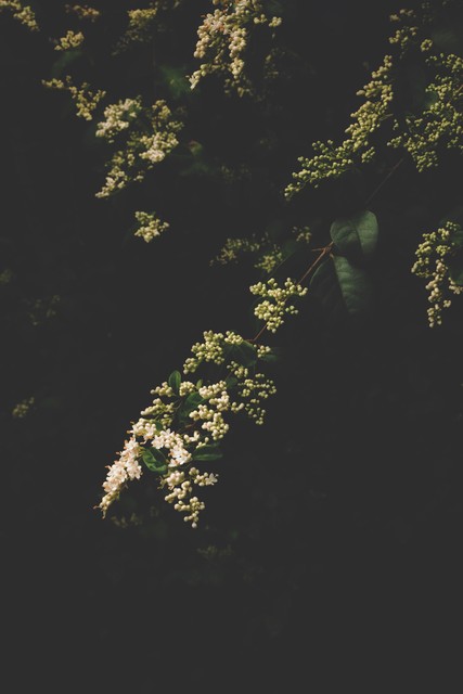 小叶女贞盆景,小叶女贞