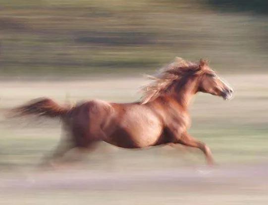 杜甫最有名的十首诗句带图,杜甫最经典的七律诗30首