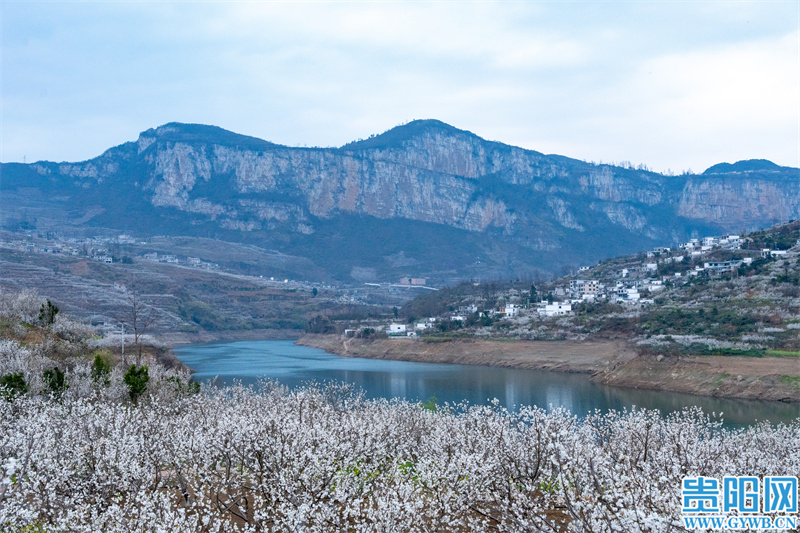 3月贵阳周边赏花,2022年贵阳赏花有哪些地方