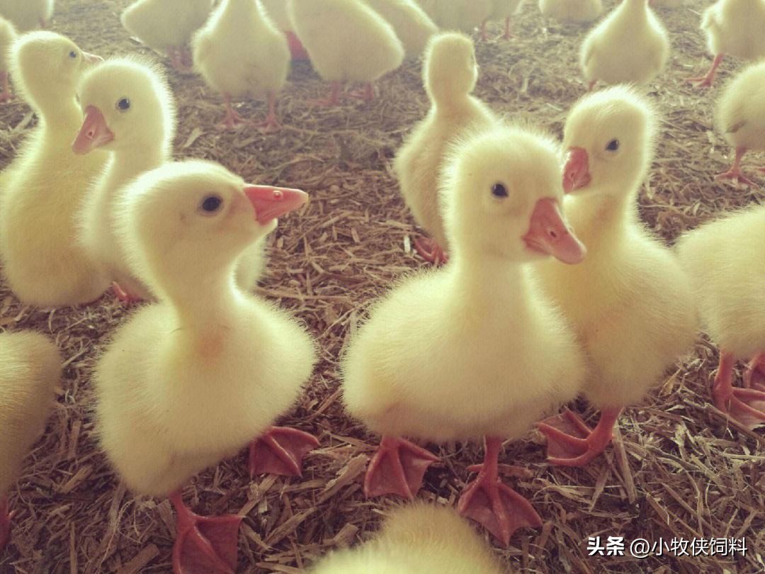 雏鹅不饮水,雏鹅扎堆不吃食什么原因