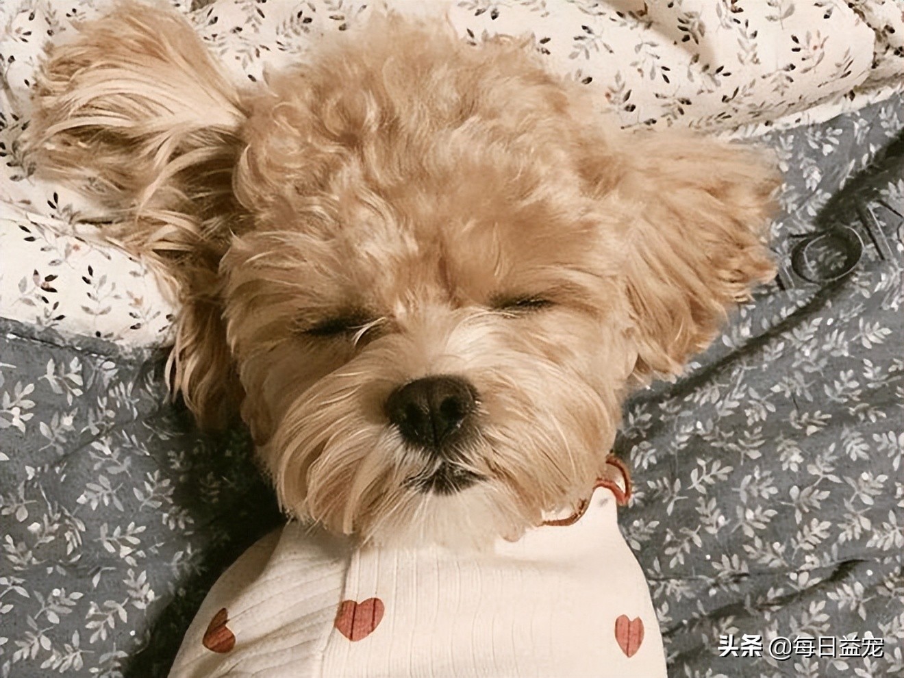 如何正确的纠正泰迪狗狗挑食,泰迪狗挑食怎么办最有效的方法