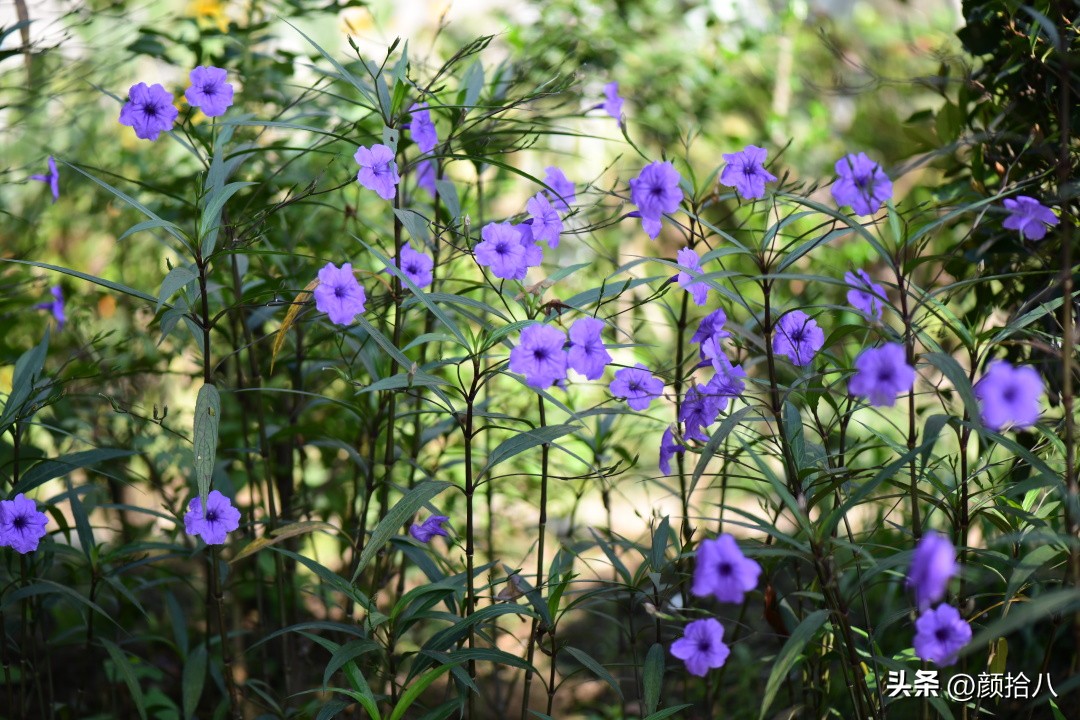 流放到菜地的花儿们，尽情绽放吧，不管在哪里｜园丁