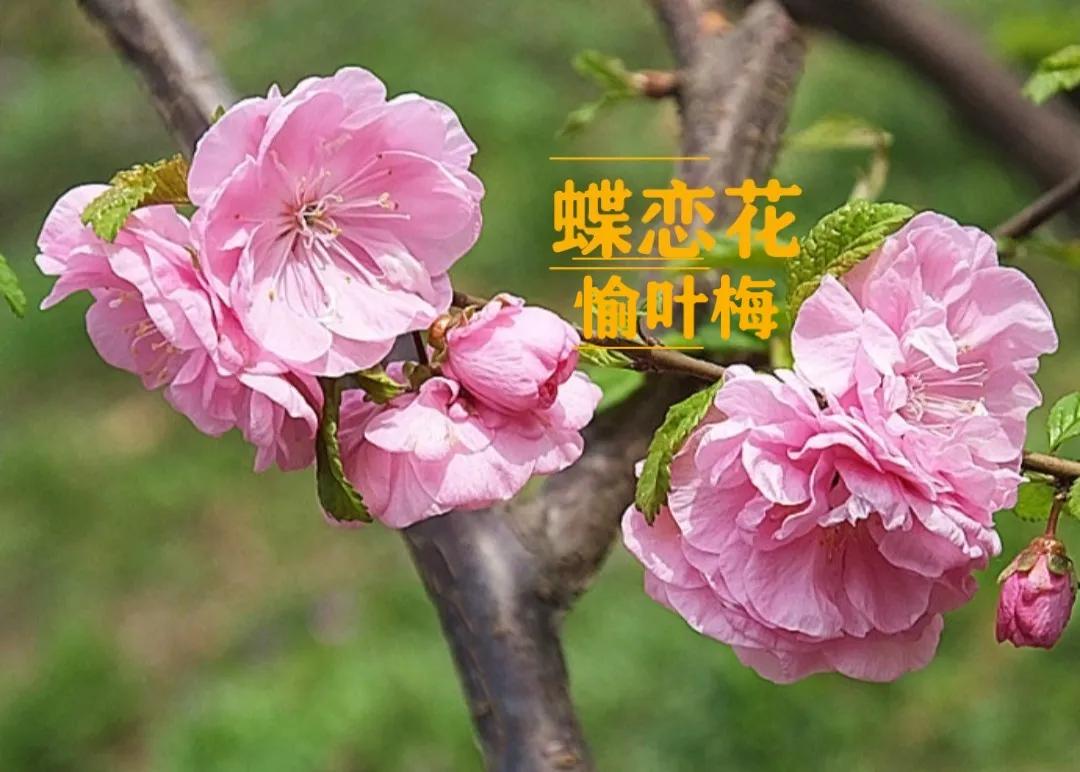 蝶恋花三首柳永晏殊,蝶恋花三首柳永晏殊苏轼