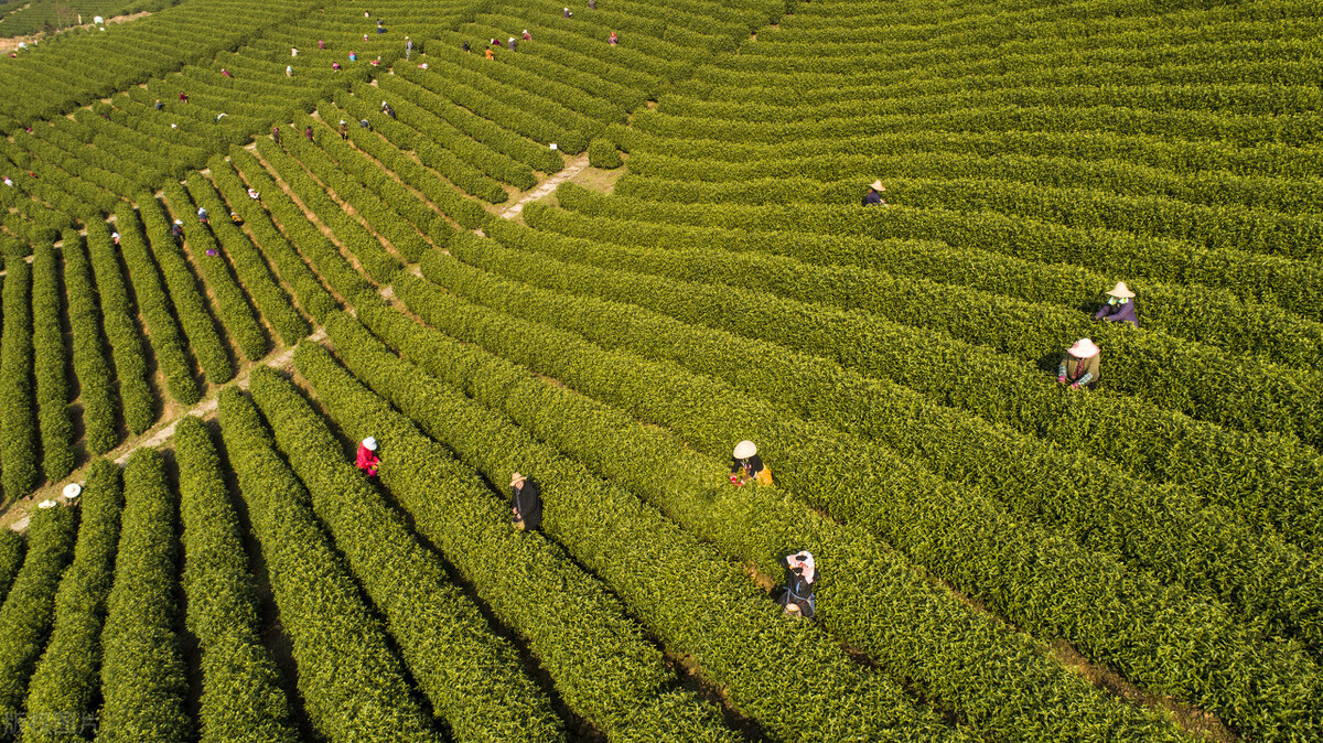 茶叶的历史、种类、制作方法、对健康的益处，你知道吗？