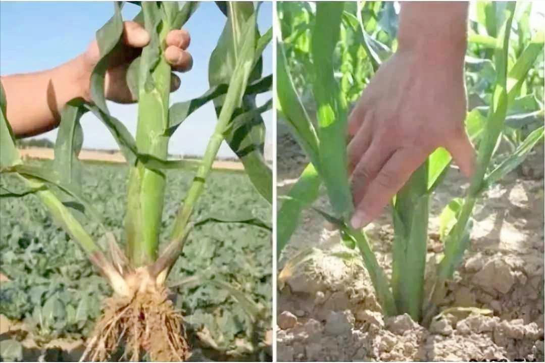 春玉米芽子用掰吗,玉米芽子需要掰还是不需要掰