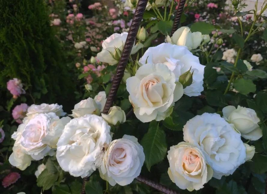 新品宝石腮红,奶白腮红渐变加钻