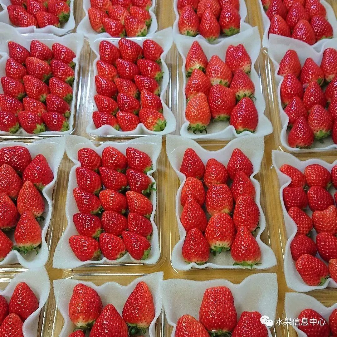 日本草莓评选大赛,排名第一的草莓品种是什么?