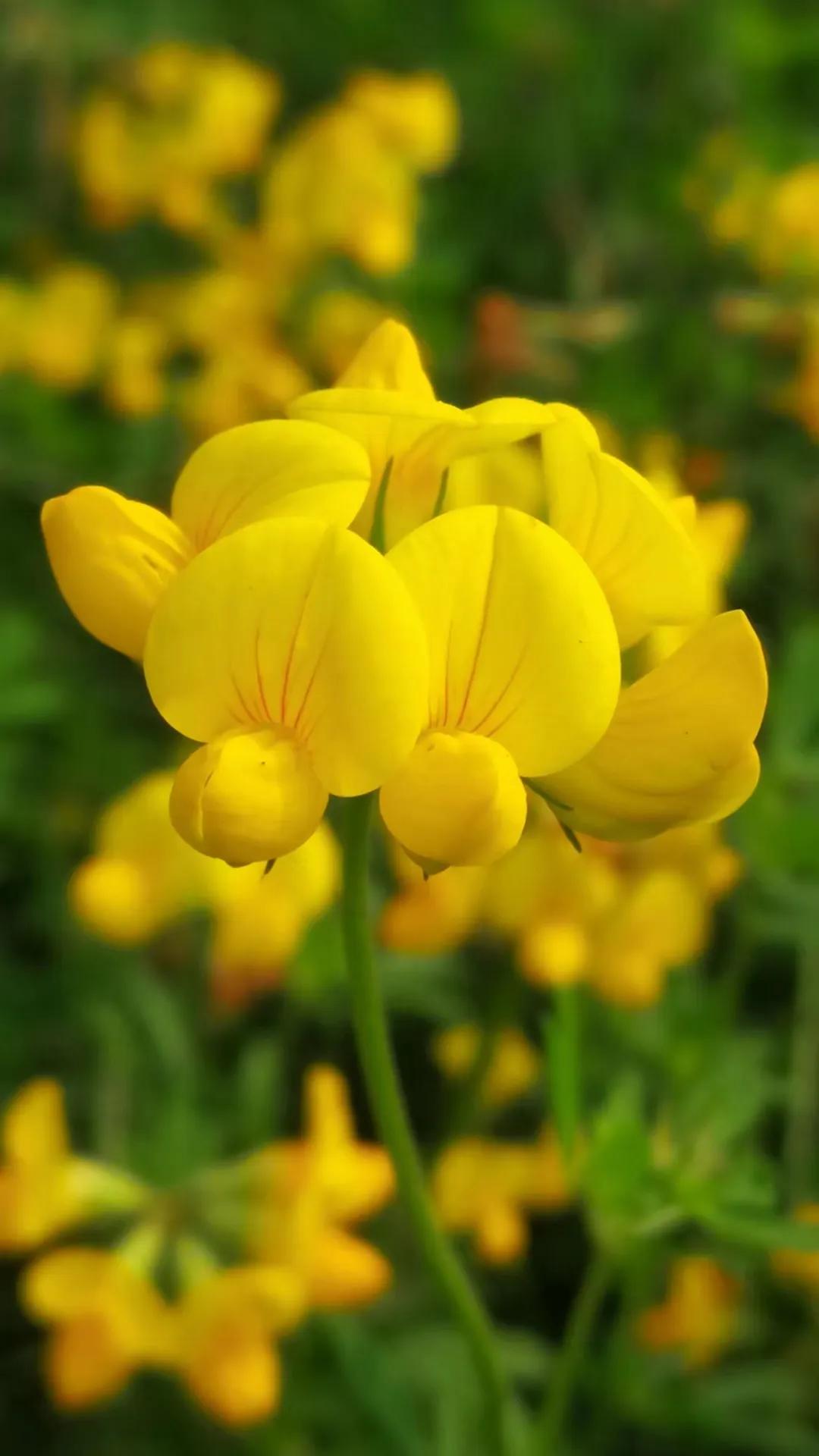 生活的颜色完整版,生活的颜色诗歌