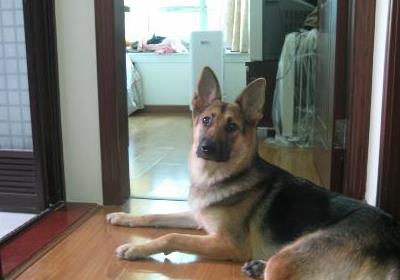 养马犬好还是养德国牧羊犬好,德国牧羊犬可以在城市养吗