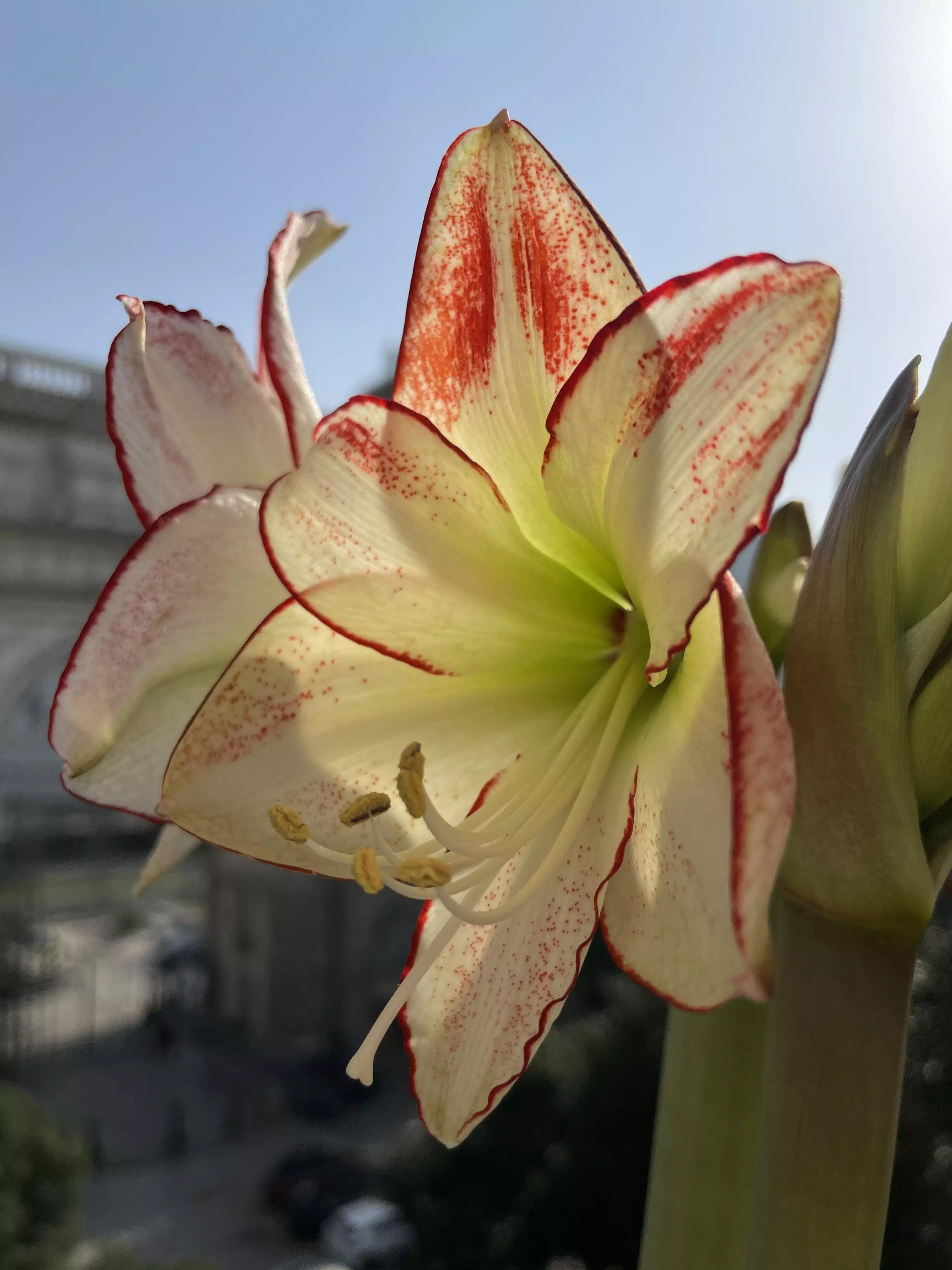 认识各种花的寓意,认识各种花的名称