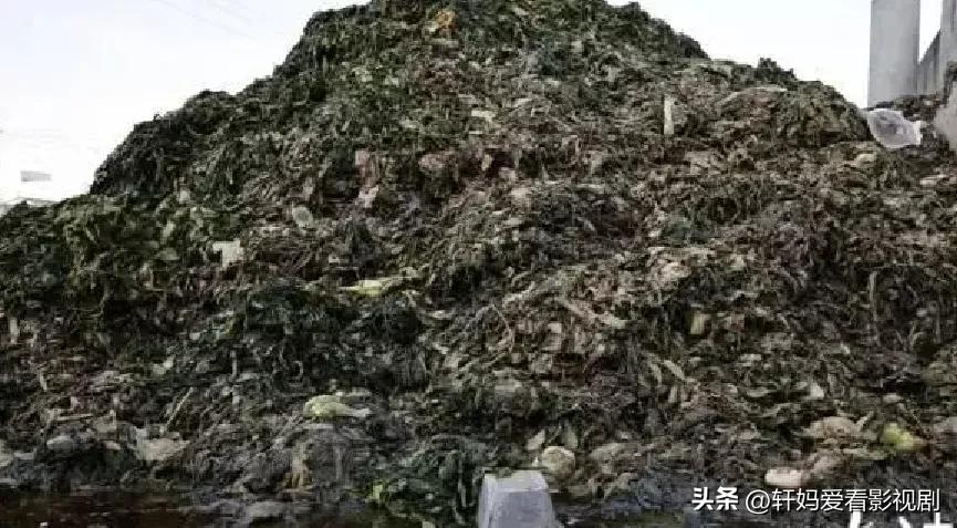 玉蕾橄榄菜的翻车是否昭示着传统工艺与现代标准的某种对立?