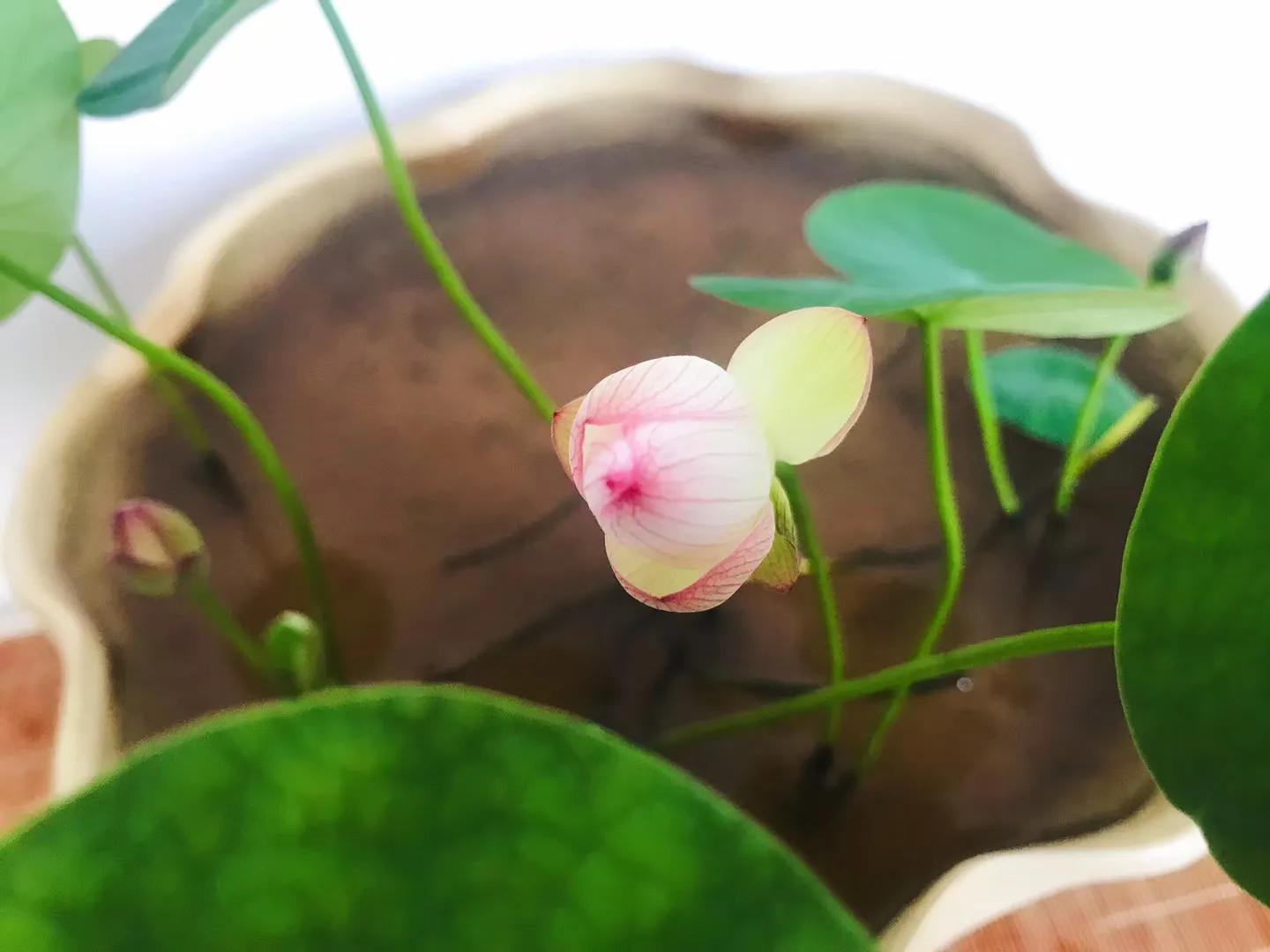 碗中种莲，年复一年花开花落到叶枯