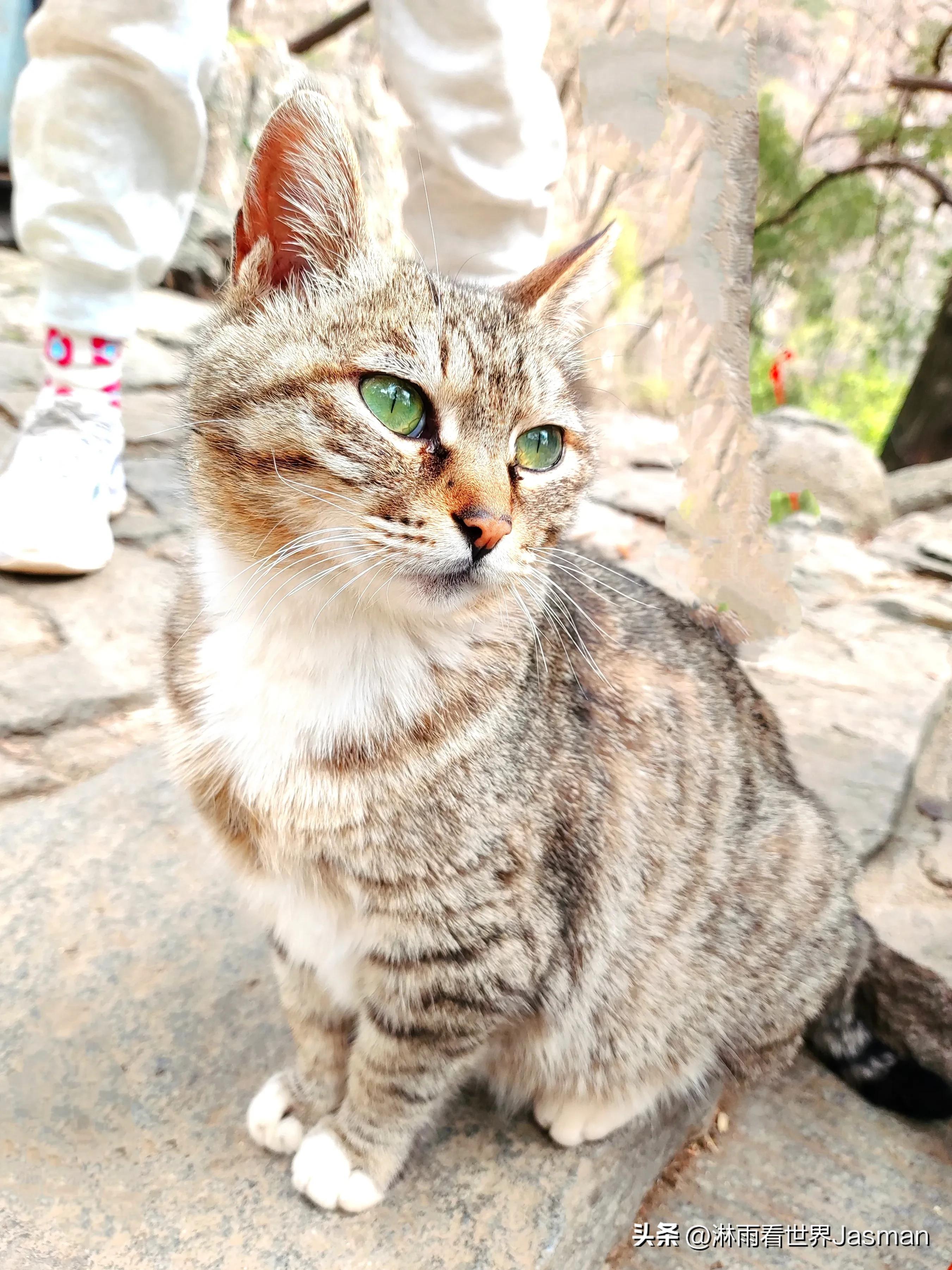 人文景观泰山旅游攻略,东岳泰山带你畅游整个泰山