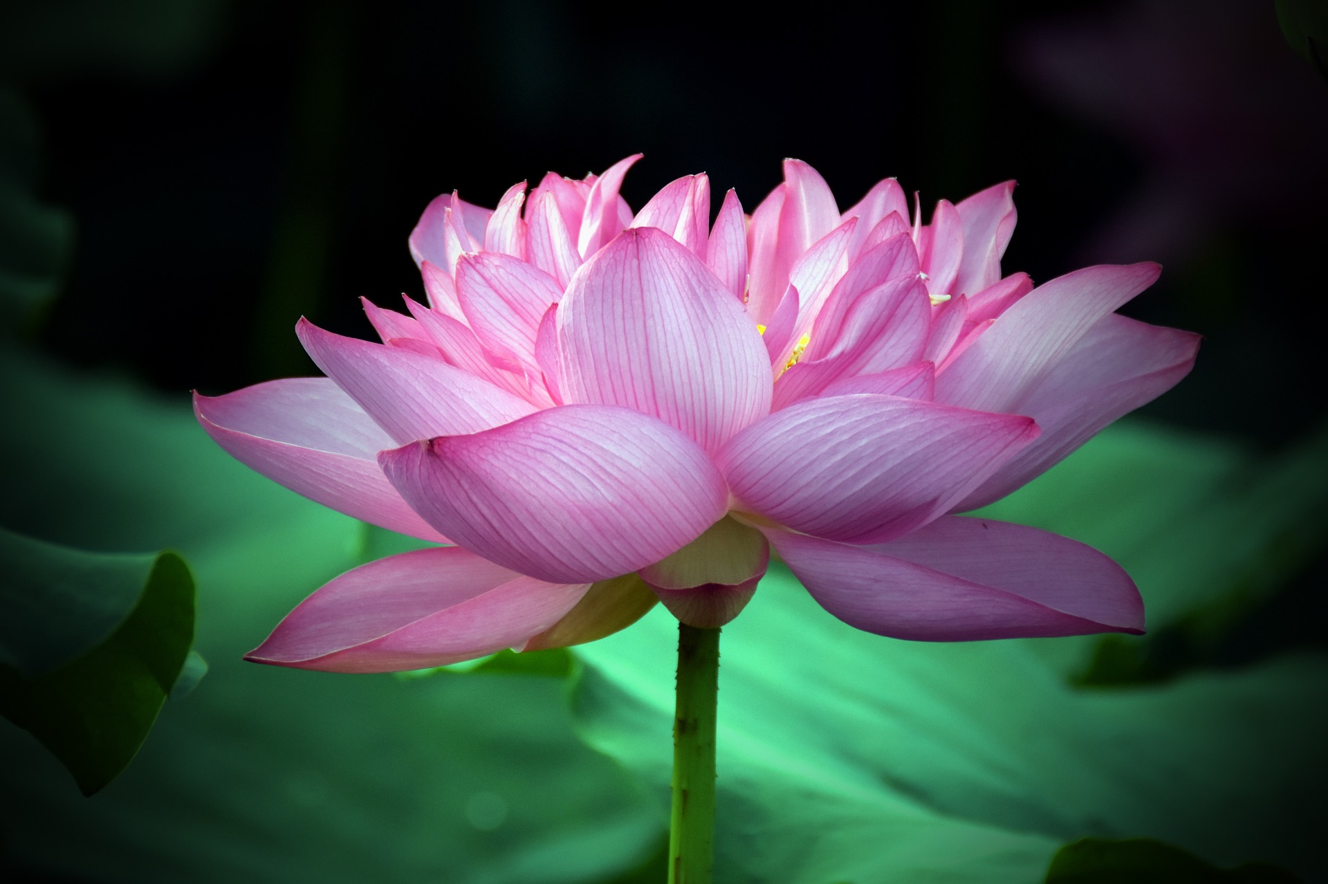 印度的国土面积有多少,印度的国家元首