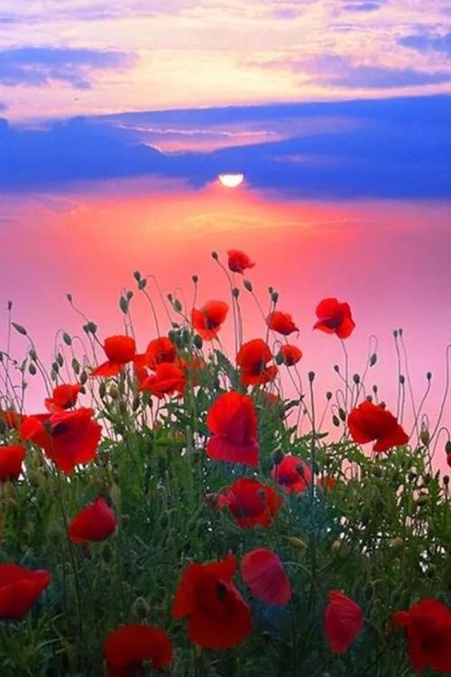 兴趣是最好的老师作文600字,兴趣作文中考范文