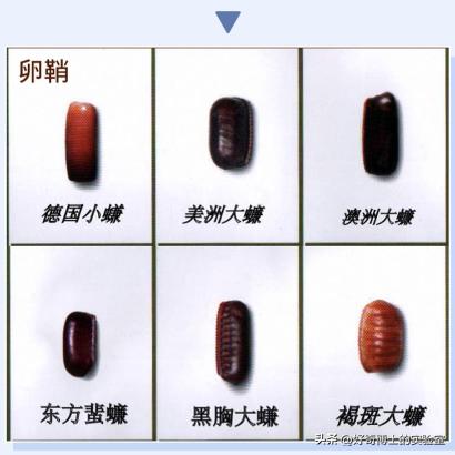 在家里发现小黑颗粒是虫卵吗,墙上有虫卵很小颗粒