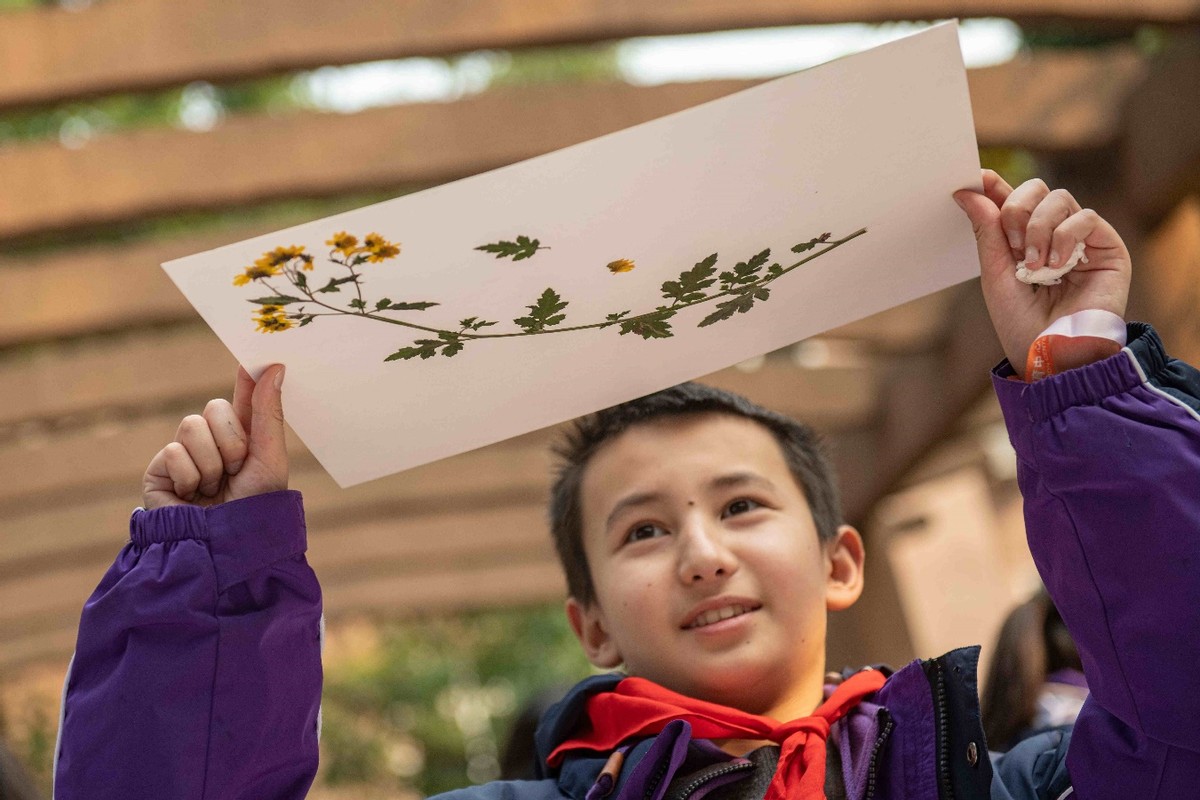 制作中医药材标本的过程,制作中医草药标本