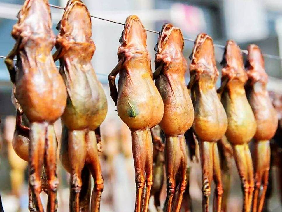 插队时的记忆：五十多年前三道湾抓蛤蟆