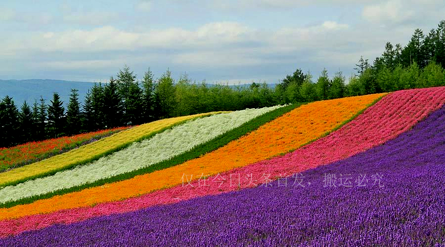 北海道现状,日本北海道长什么样