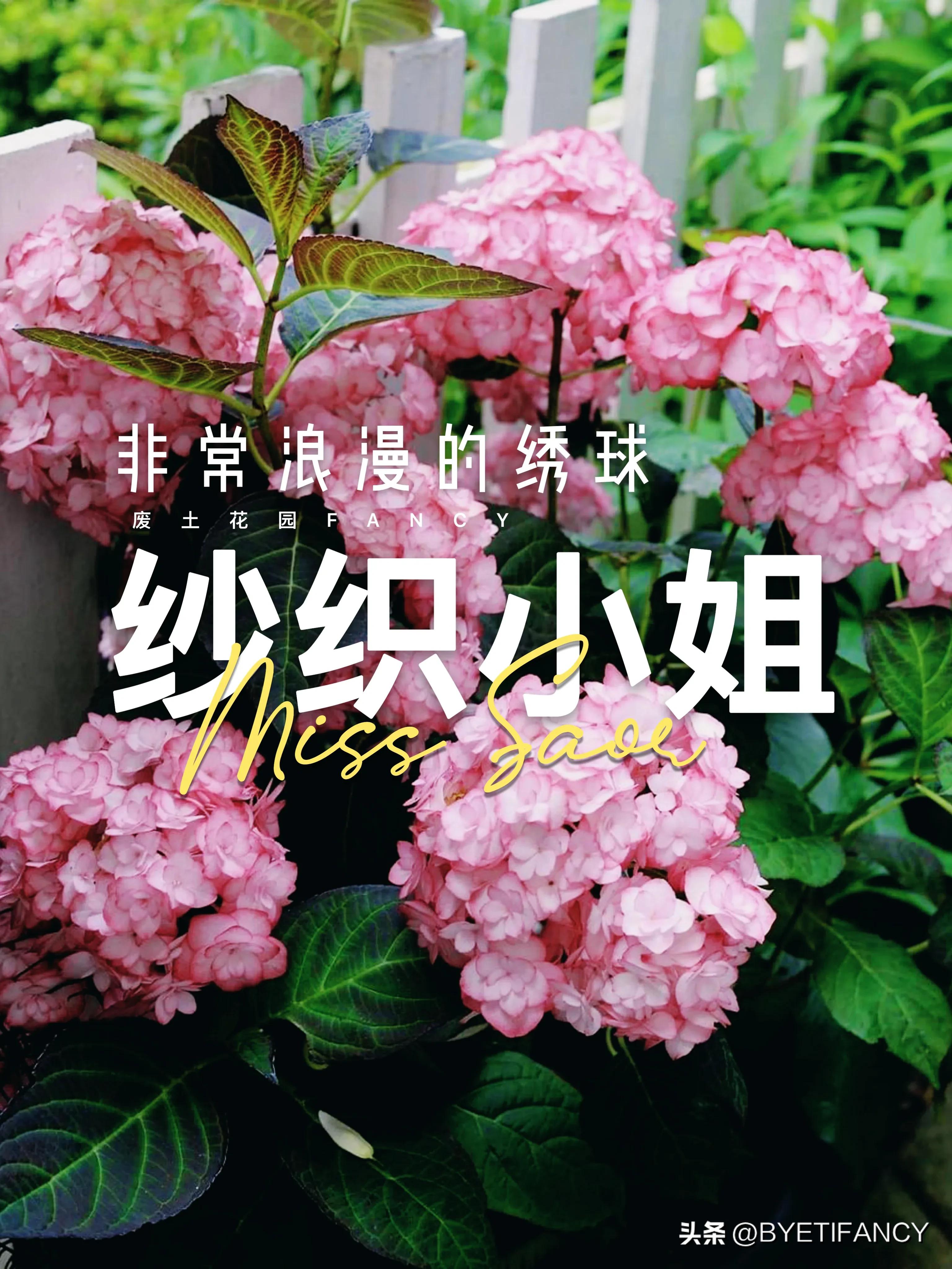 纱织小姐绣球好养吗,纱织小姐与塞布丽娜绣球区别