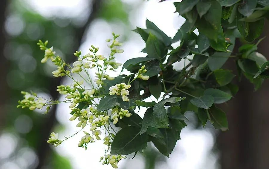 槐树的花吃了有毒吗,槐树花开花有毒吗