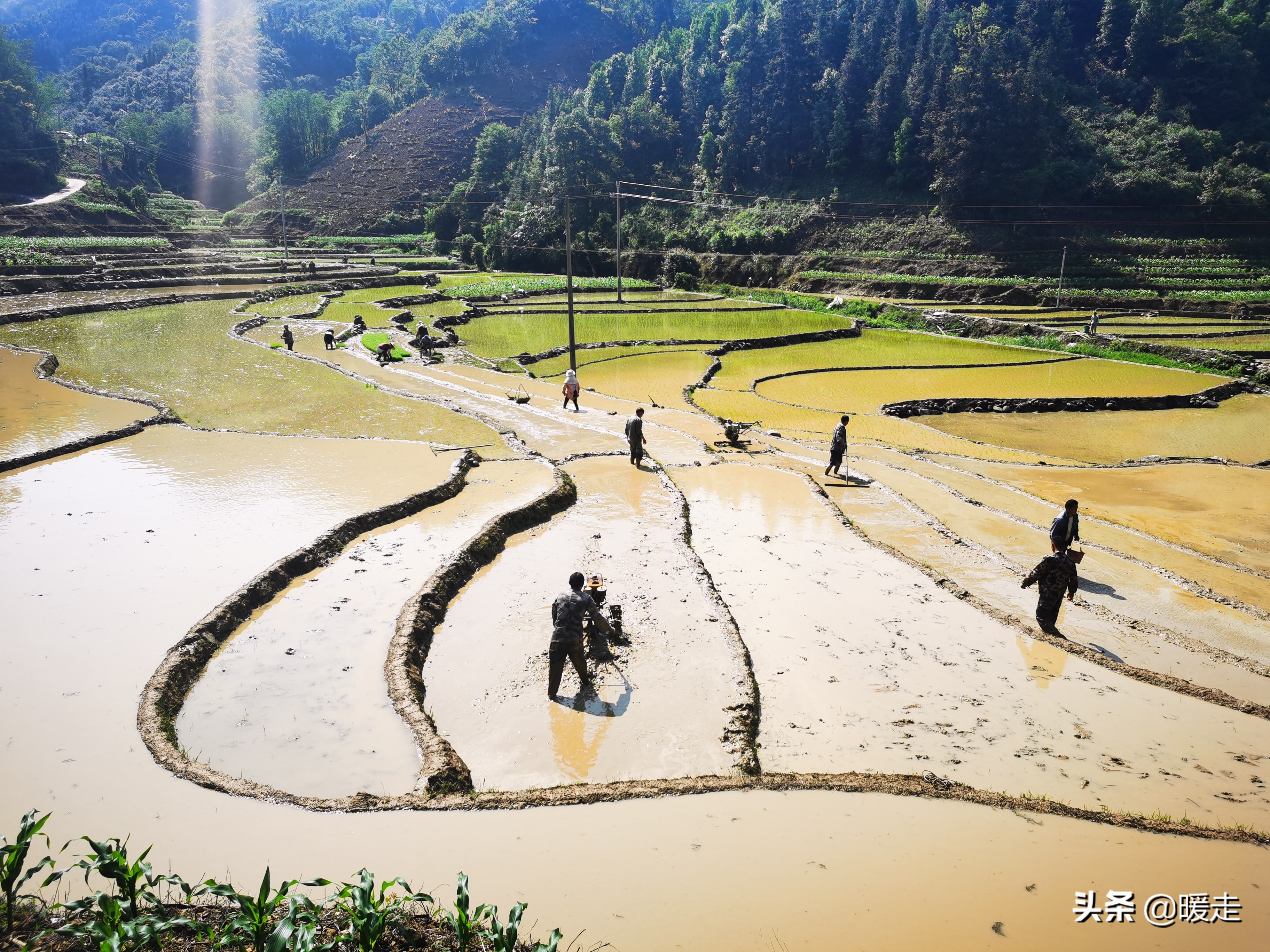 广西农民种田,乡村种田的生活视频