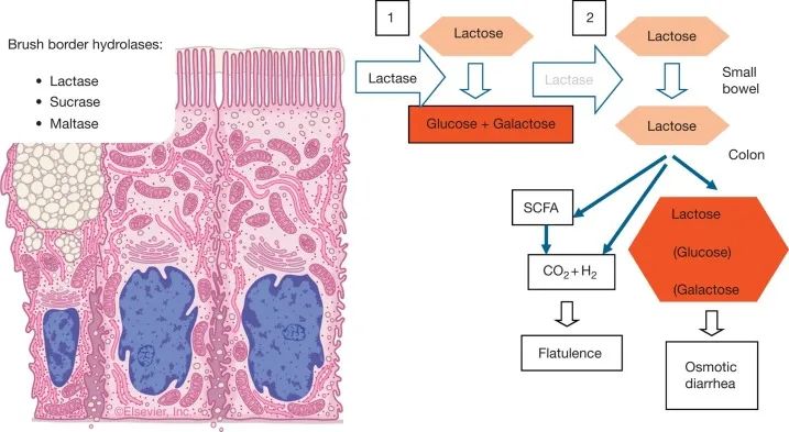 各种消化酶的作用,消化酶由哪些产品组成