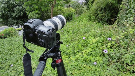 佳鑫畅悦拍鸟专用三脚架推荐,佳鑫悦三脚架怎样组成独脚架