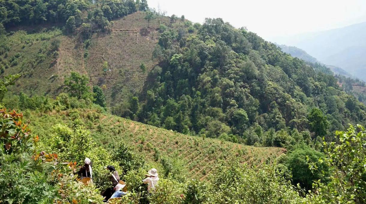 普洱茶营销套路有哪些方面,普洱茶线上线下营销策略