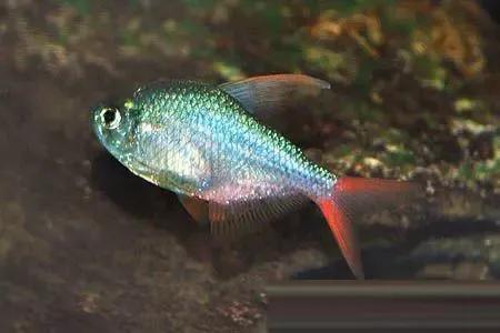 各种漂亮鱼的名称及图片,漂亮可爱的海水观赏鱼