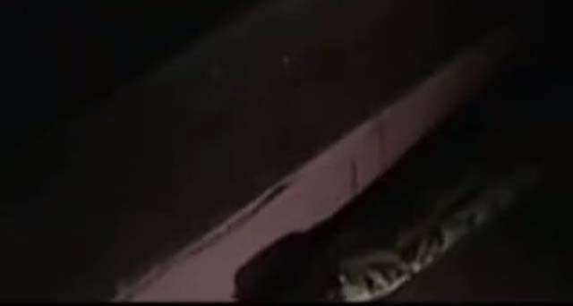 96年海南巨蟒报恩是真实的事吗,96年海南巨蟒为报恩甘愿当保姆