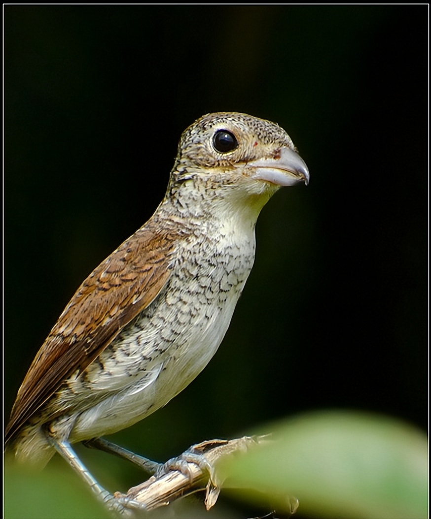 鸟儿大全高清图,高清珍稀鸟动态图片大全