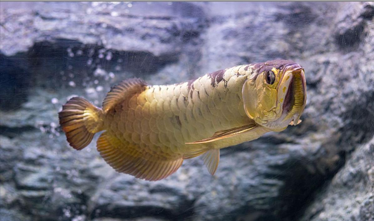 龙鱼蚀鳞如何处理,龙鱼逆鳞解决方法