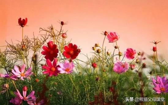 聆听花语盆景直播,聆听花语的声音